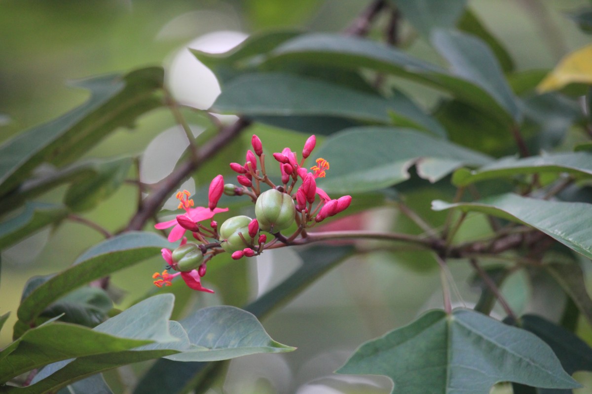 Jatropha integerrima Jacq.